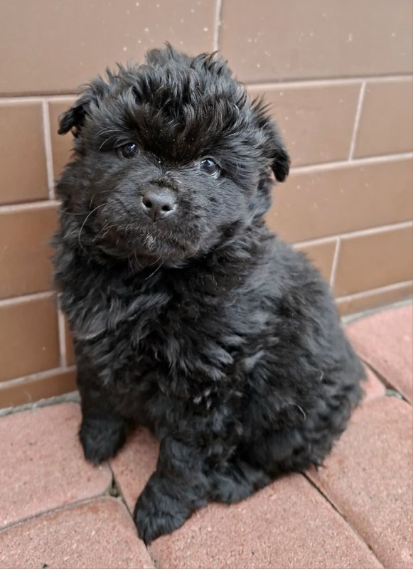 Oddam śliczne małe szczeniaki. - 06