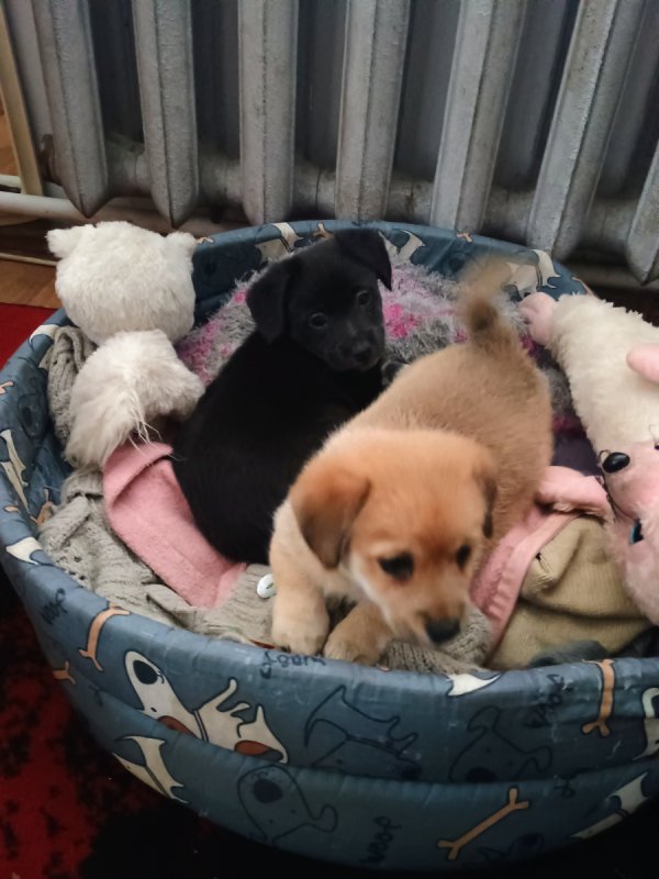 Psie dzieci szukają dobrych domów!