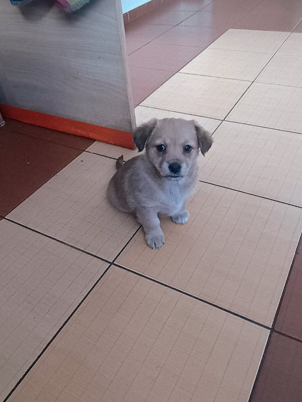 Psie dzieci szukają dobrych domów! - 01