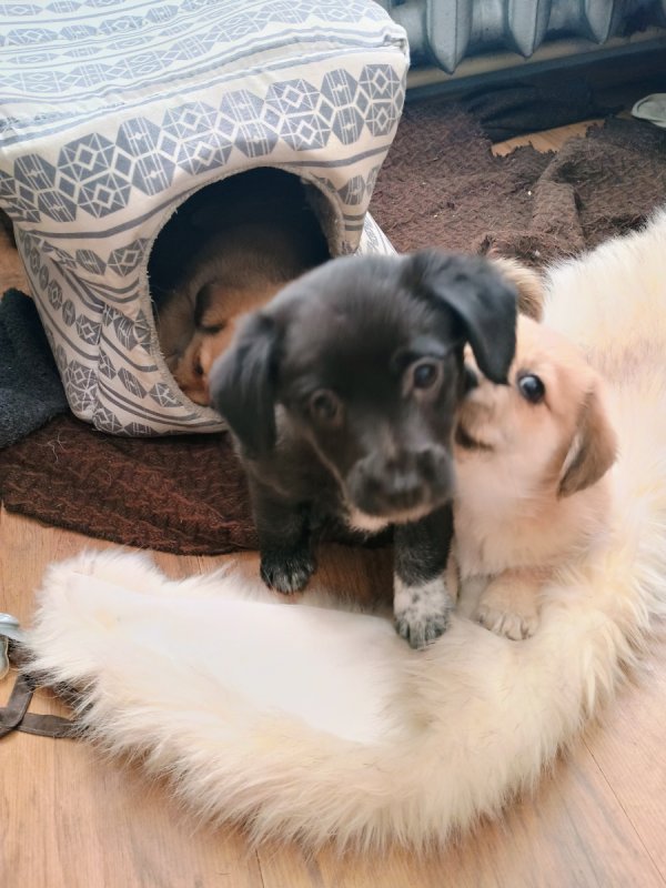 Psie dzieci szukają dobrych domów! - 02