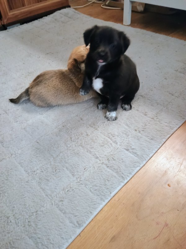 Psie dzieci szukają dobrych domów! - 03