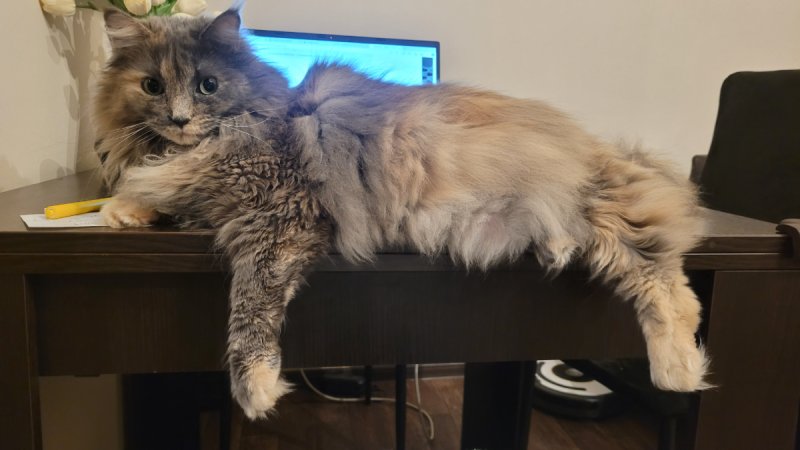 Oddam w dobre ręce kotkę rasy Maine Coon - 01