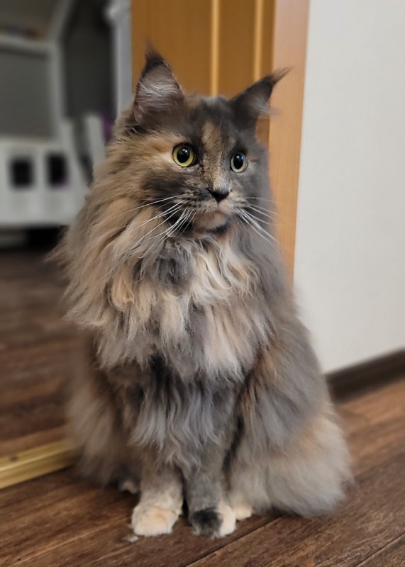 Oddam w dobre ręce kotkę rasy Maine Coon - 02