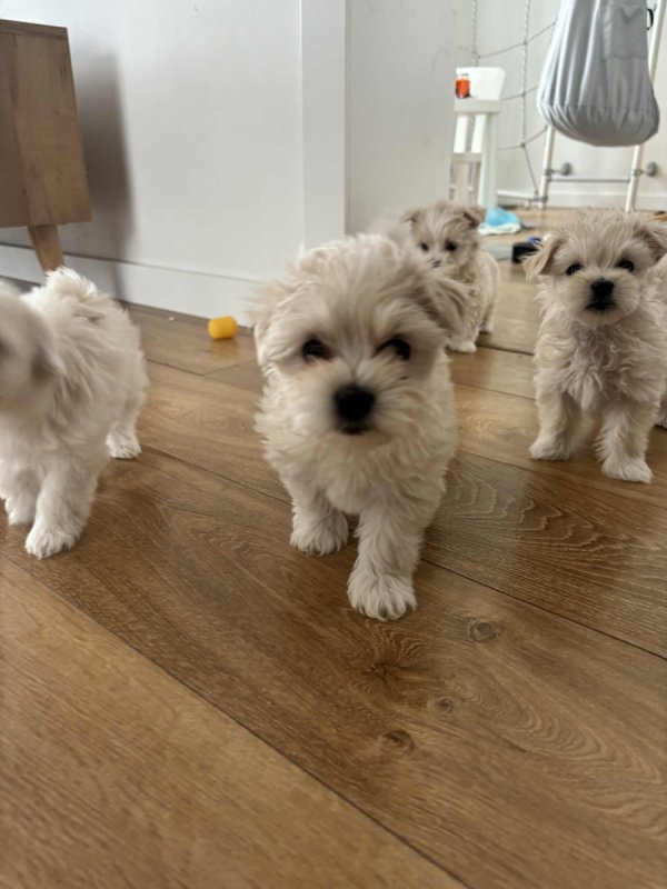 Maltańczyk, szczeniaki oddam