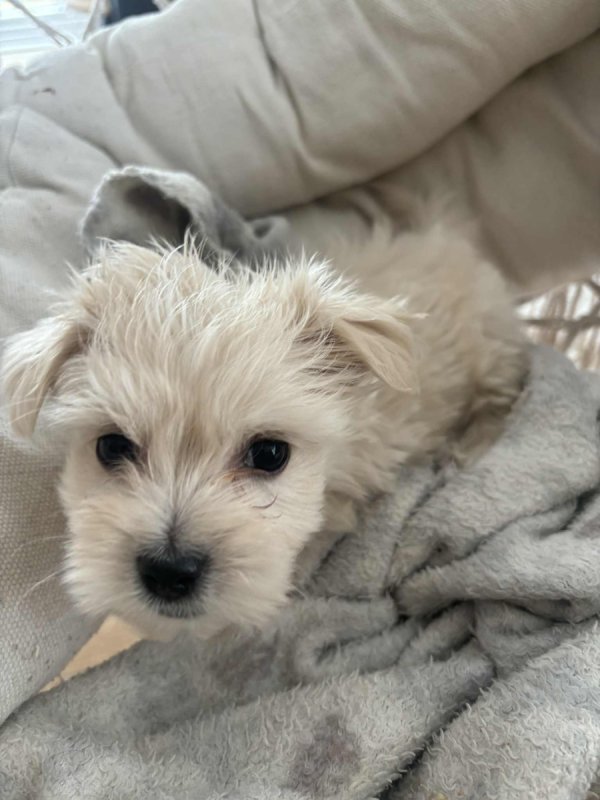 Maltańczyk, szczeniaki oddam - 01