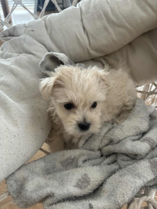 Maltańczyk, szczeniaki oddam - 02