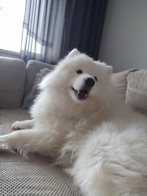 Pies rasy samoyed, tylko do domku
