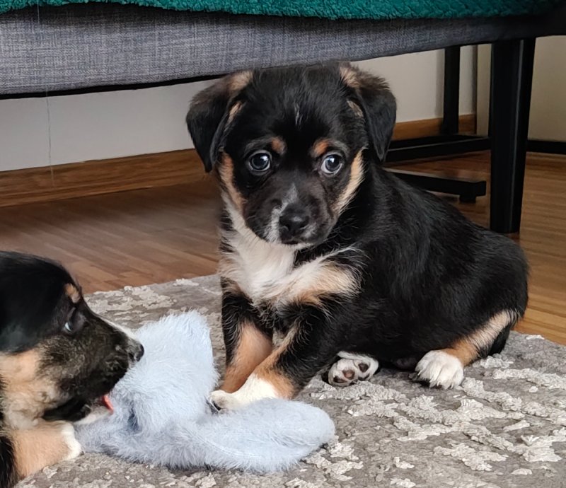 Pralinka szuka domku