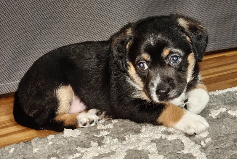 Pralinka szuka domku - 01