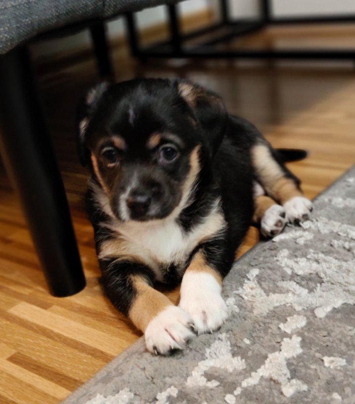 Pralinka szuka domku - 02