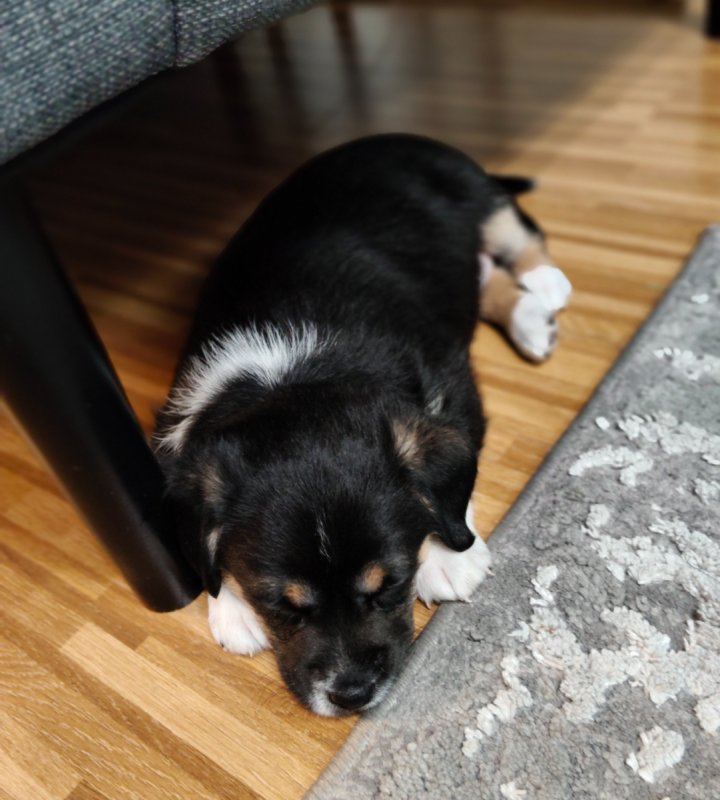 Pralinka szuka domku - 03