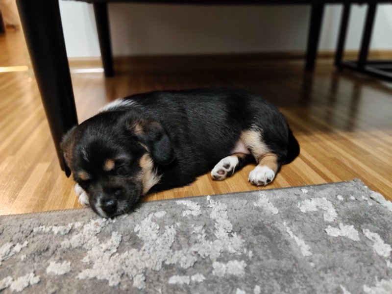 Pralinka szuka domku - 04