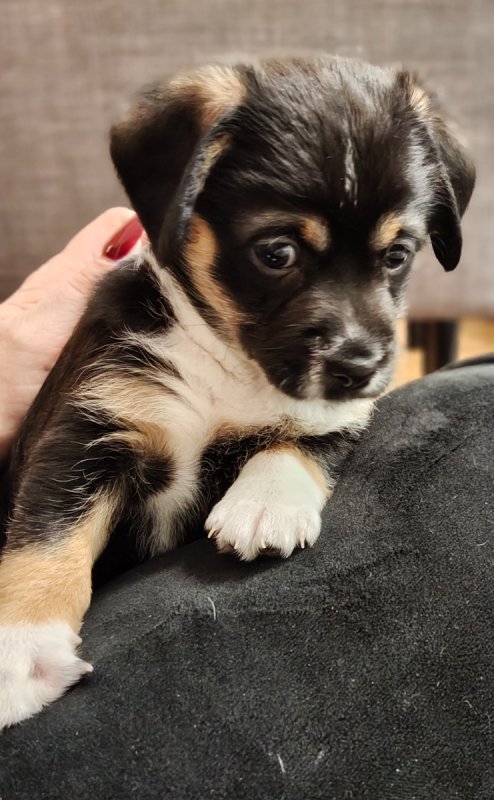 Pralinka szuka domku - 05