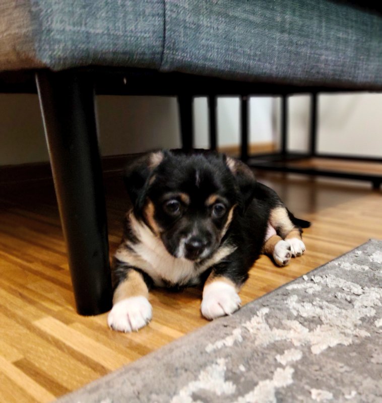 Pralinka szuka domku - 06