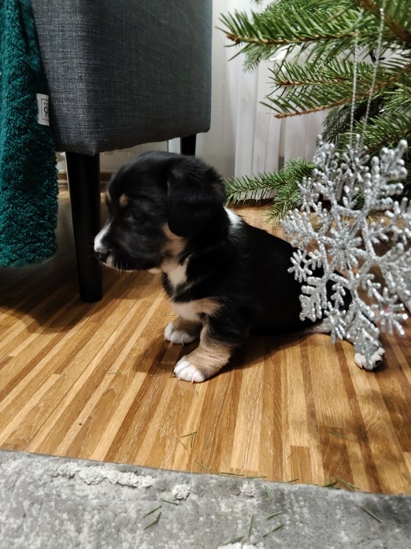 Pralinka szuka domku - 07