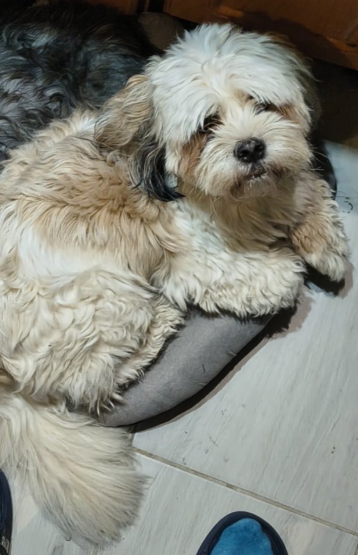 Oddam pieska mieszaniec shitzu