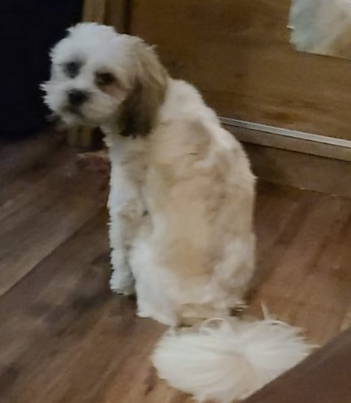 Oddam pieska mieszaniec shitzu - 01