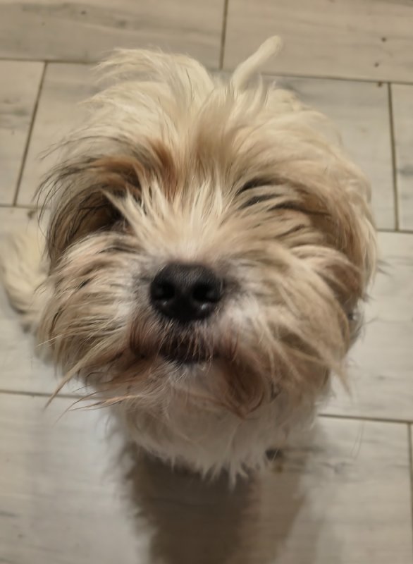 Oddam pieska mieszaniec shitzu - 02