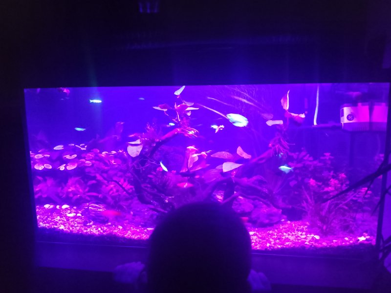 Akwarium - 04 Akwarium - 04