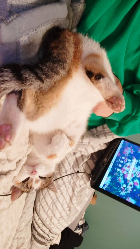 Kotka szuka domu - 02 Kotka szuka domu - 02