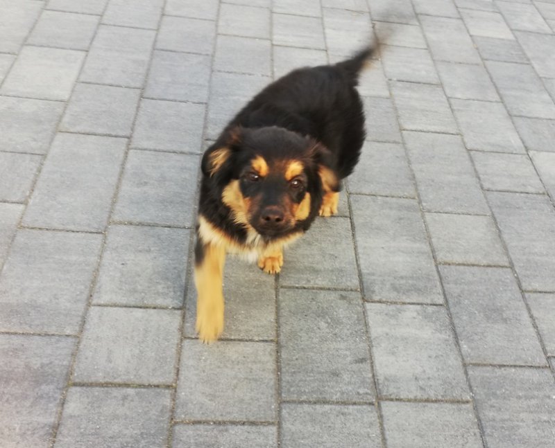 Oddam pieska nierasowego