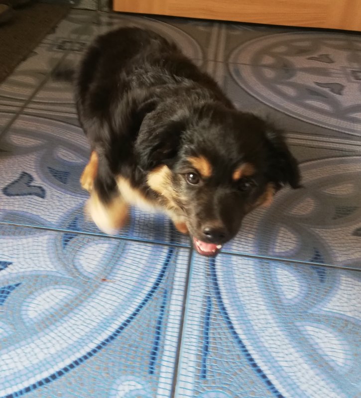 Oddam pieska nierasowego - 01 Oddam pieska nierasowego - 01