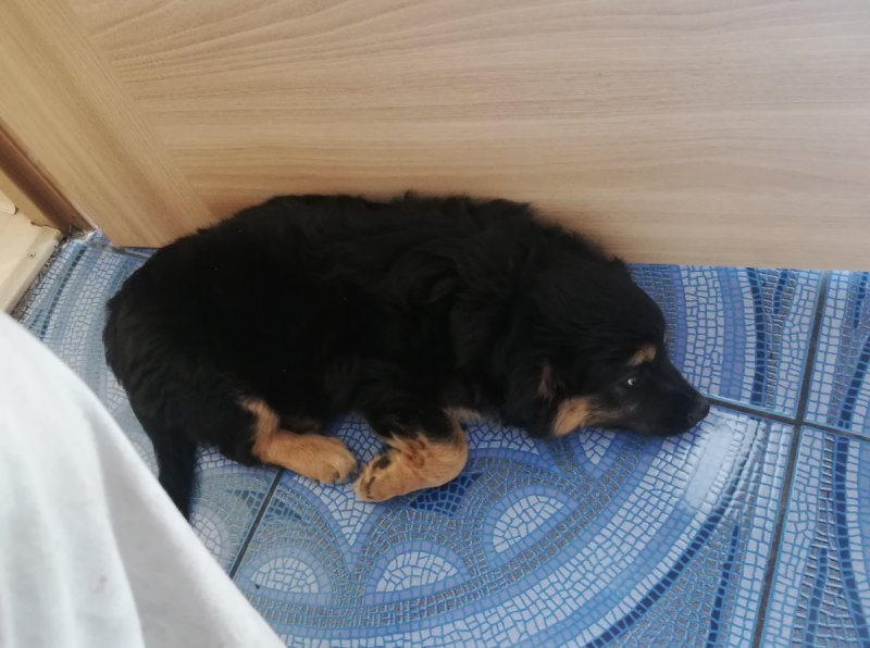 Oddam pieska nierasowego - 02 Oddam pieska nierasowego - 02