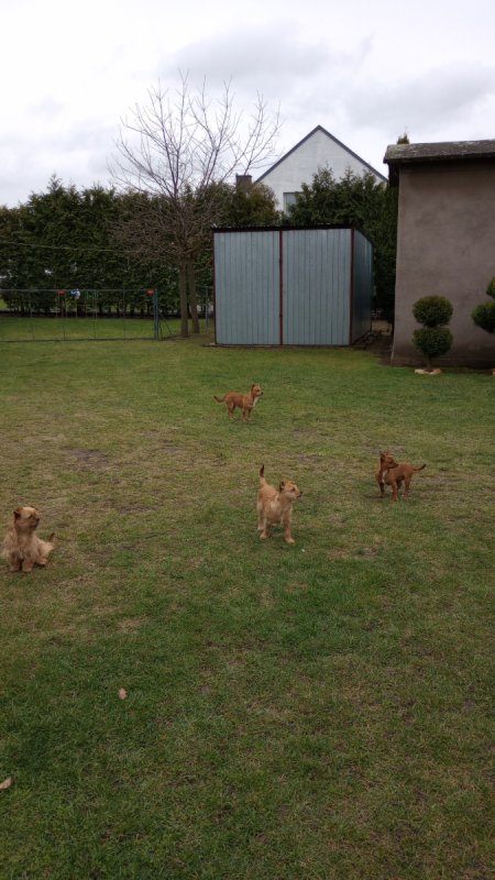 Do wydania półroczny piesek