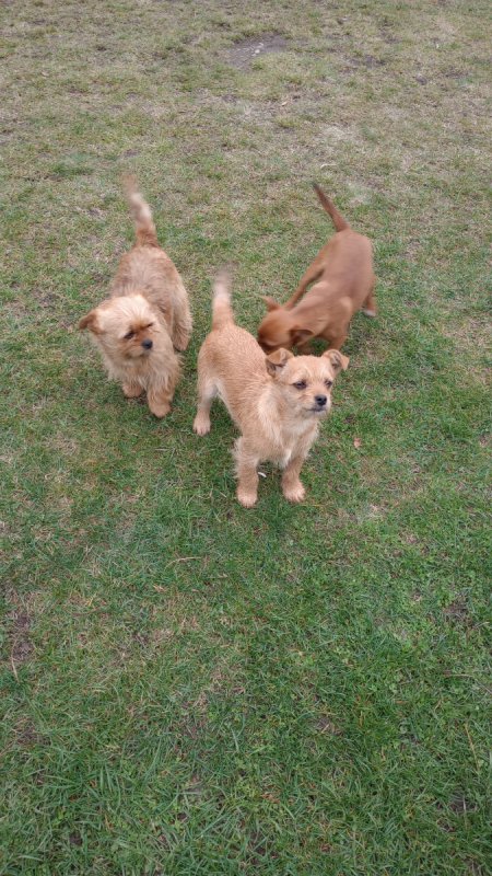 Do wydania półroczny piesek - 01