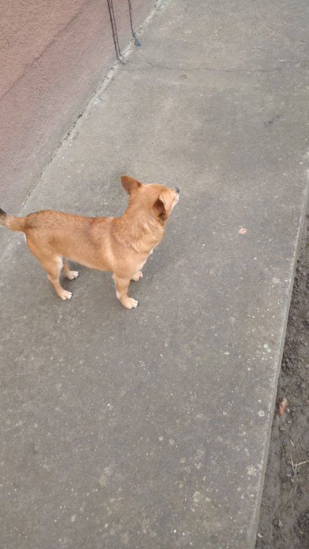 Do wydania półroczny piesek - 02