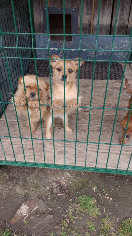 Do wydania półroczny piesek - 03