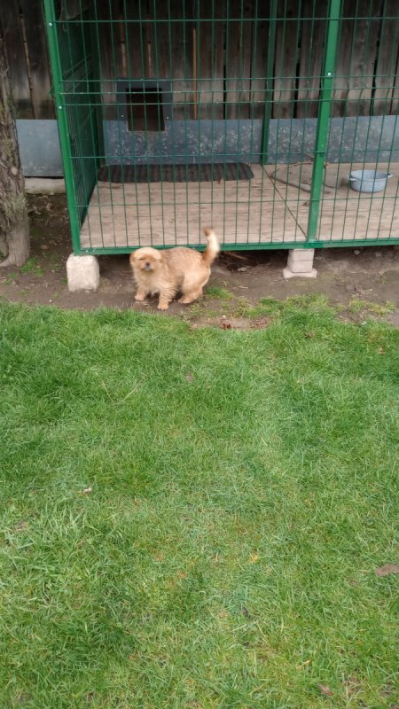 Do wydania półroczny piesek - 04