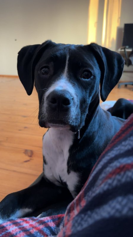 Oddam mieszanca cane corso