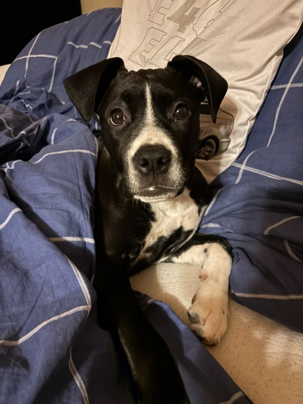 Oddam mieszanca cane corso - 01 Oddam mieszanca cane corso - 01