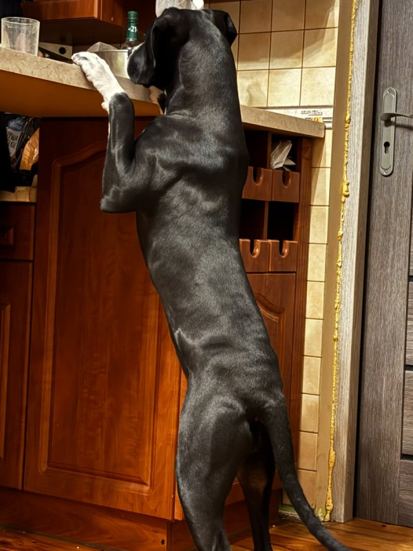 Oddam mieszanca cane corso - 02 Oddam mieszanca cane corso - 02