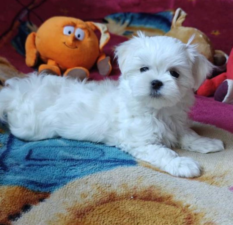 Oddam w dobre ręce pieska rasy maltańczyk.