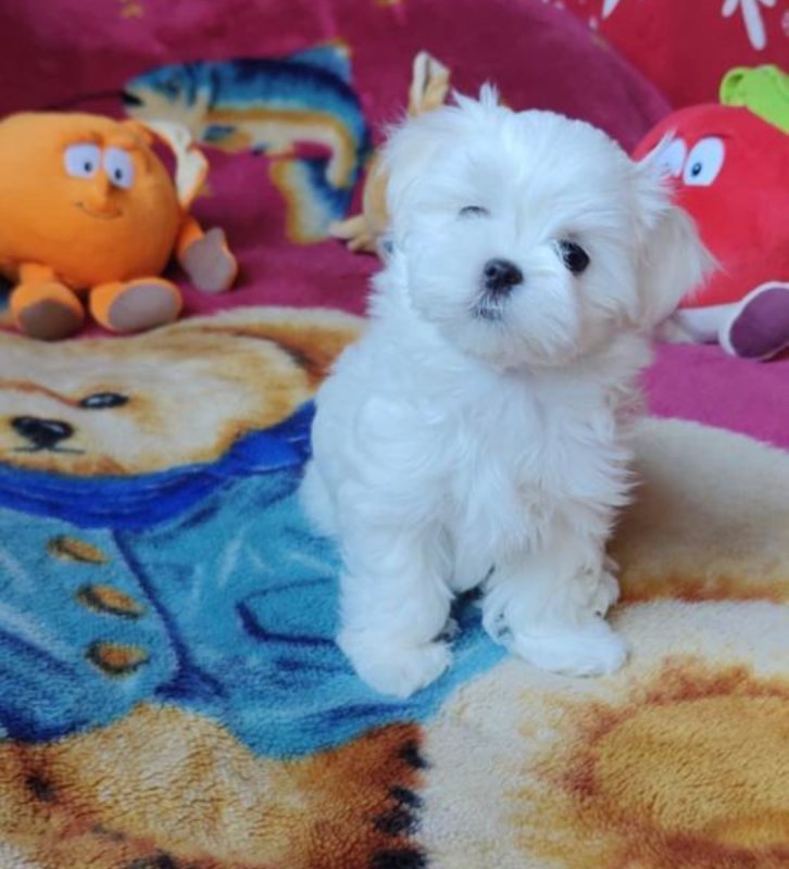 Oddam w dobre ręce pieska rasy maltańczyk. - 01