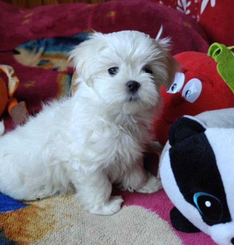 Oddam w dobre ręce pieska rasy maltańczyk. - 02