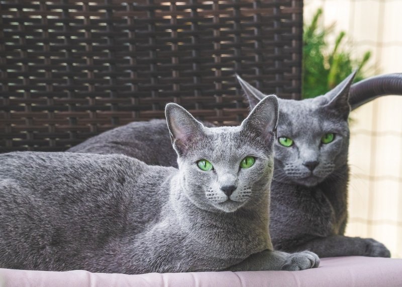 Kotek szary z zielonymi oczami