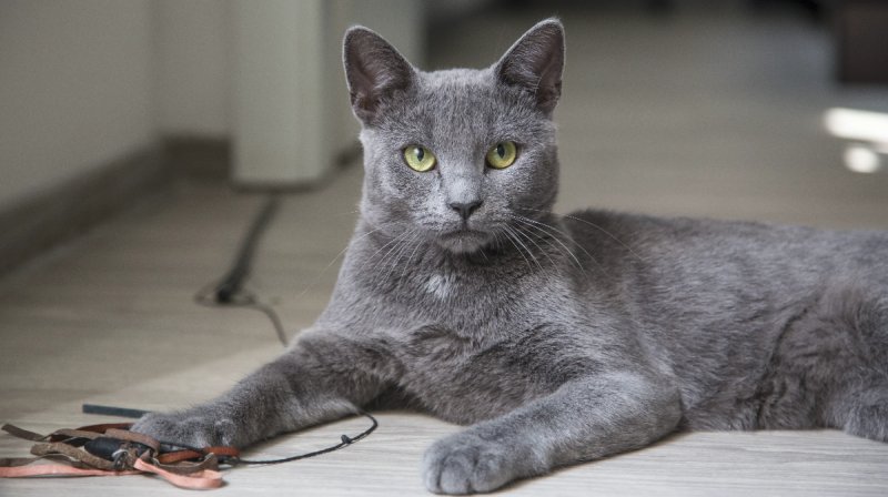 Kotek szary z zielonymi oczami - 01