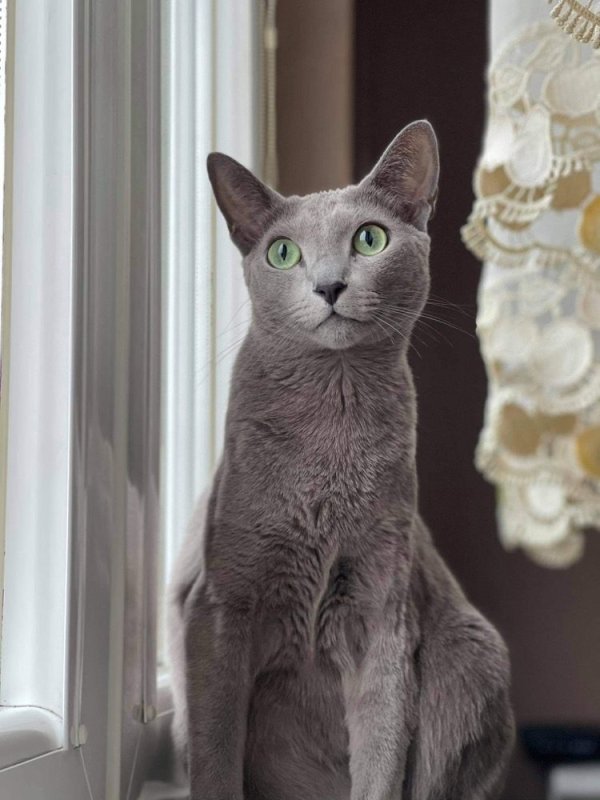 Kotek szary z zielonymi oczami - 02