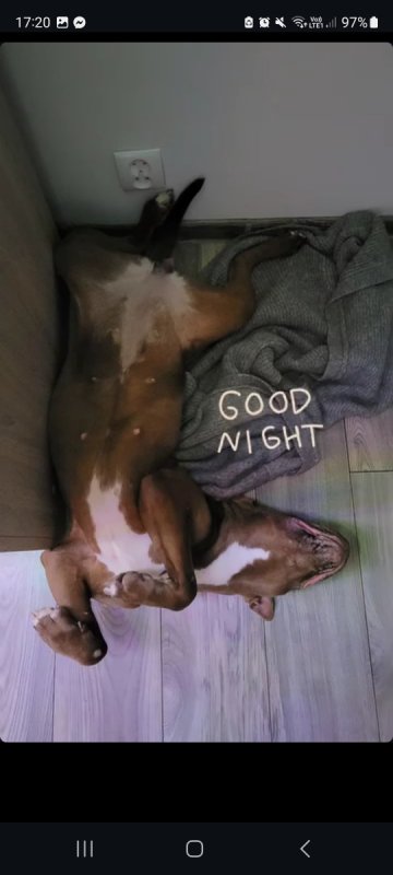 Oddam Kirę American Pitbull Terier - 01
