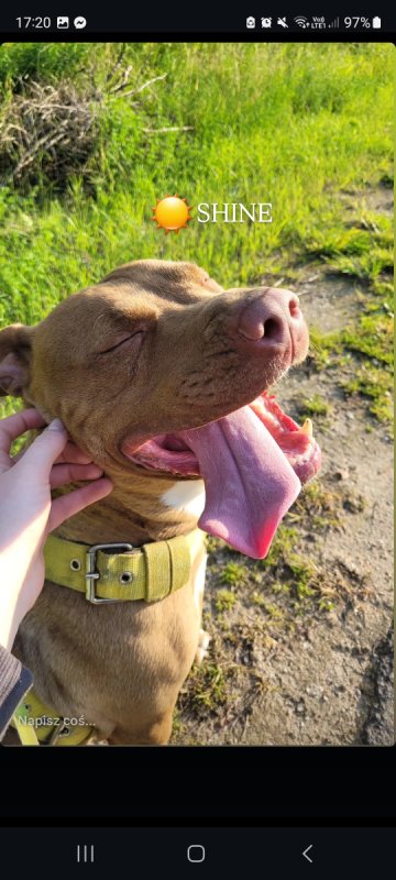 Oddam Kirę American Pitbull Terier - 02