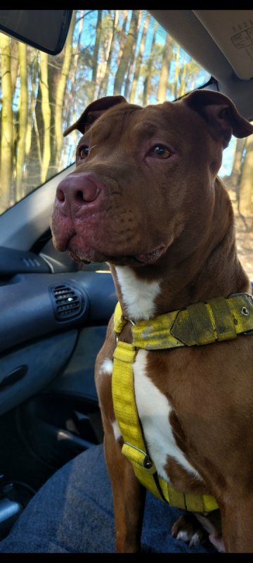 Oddam Kirę American Pitbull Terier - 03