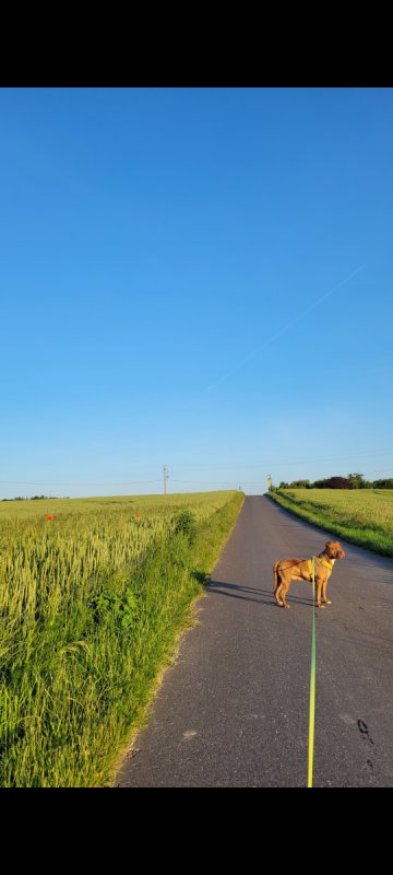 Oddam Kirę American Pitbull Terier - 04