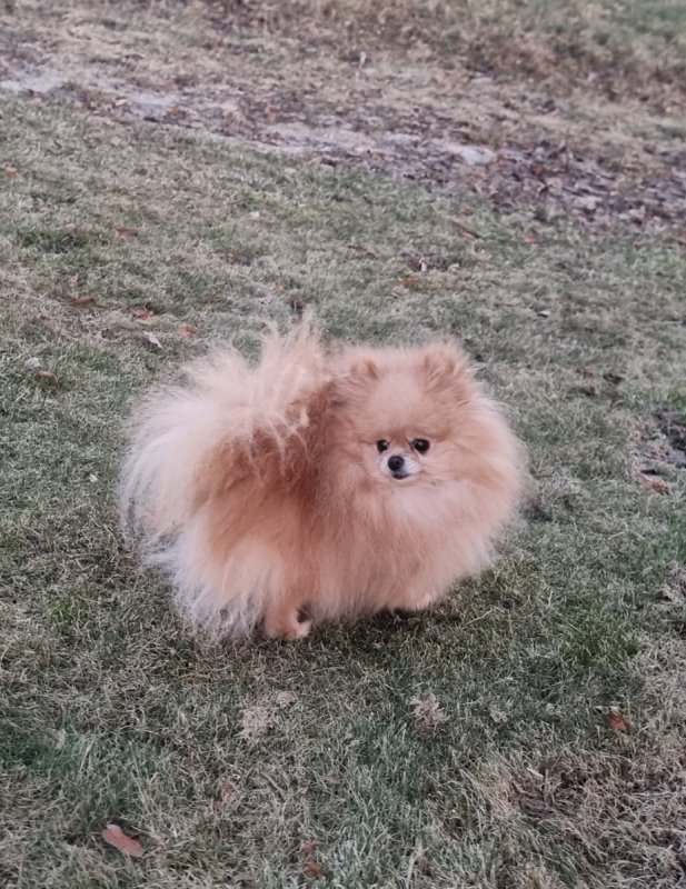 Piesek pomeranian 4 letni - 01