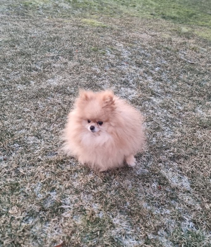 Piesek pomeranian 4 letni - 02