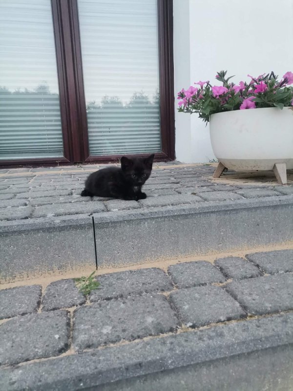 Oddam za darmo do adopcji kocięta - 01