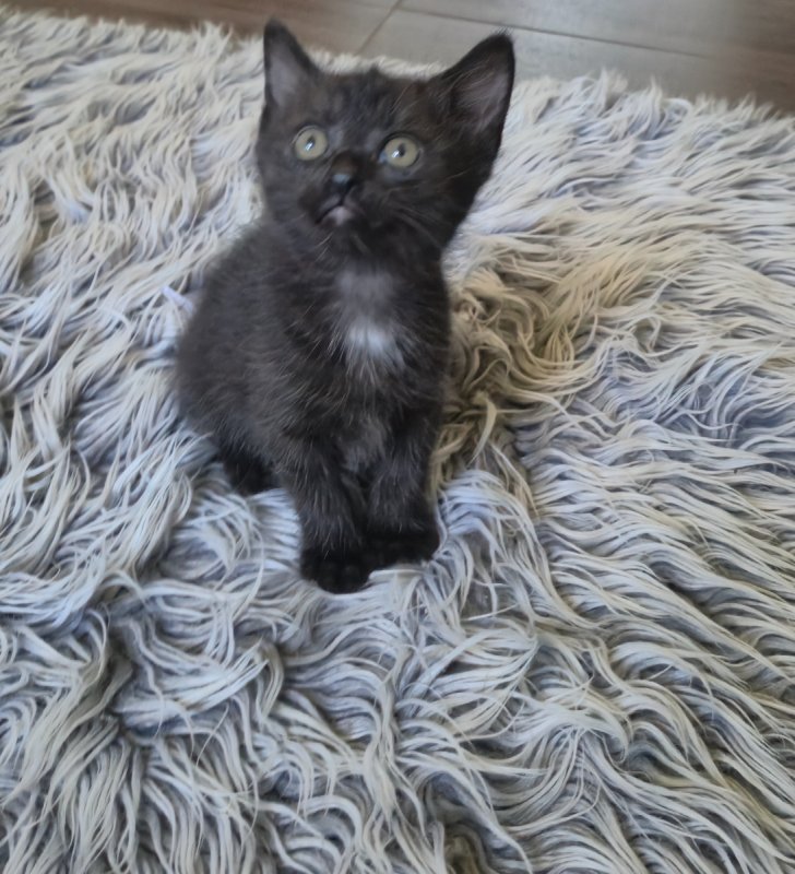 Oddam za darmo do adopcji kocięta - 02
