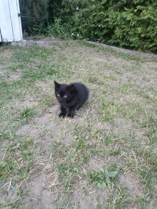 Oddam za darmo do adopcji kocięta - 05
